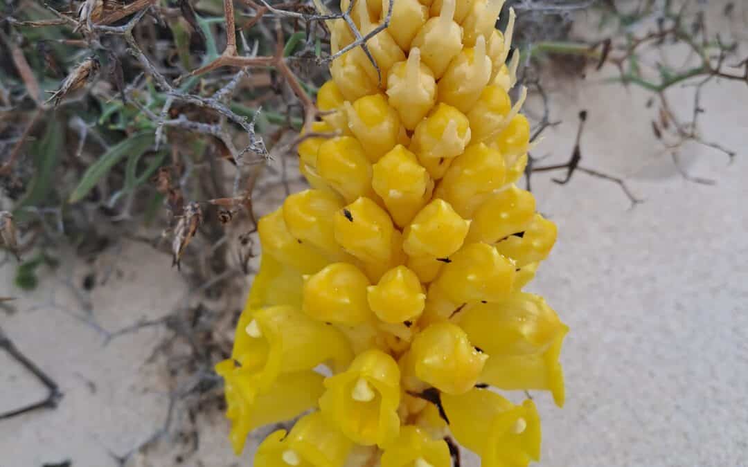 Ser Orgánicos: Honrando Nuestro Movimiento Natural hacia el Bienestar