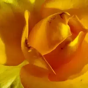 5 SESIONES "De mujer Soberana a mujer Soberana"